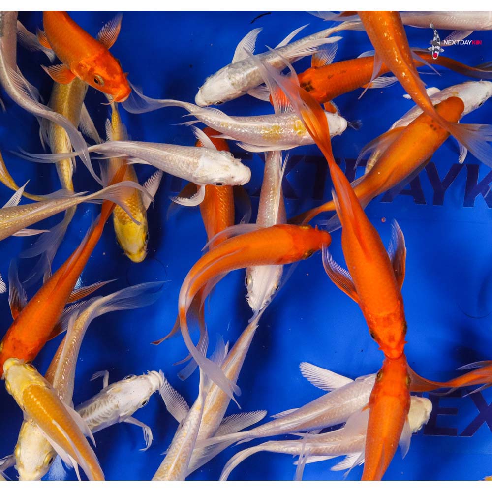 Imported Sunshine Butterfly Koi Mix - Image 4