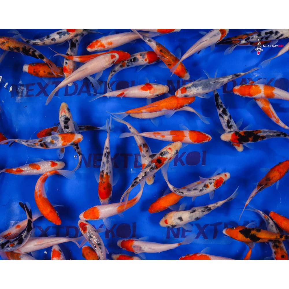 4-5" Imported Kohaku and Sanke Koi Mix