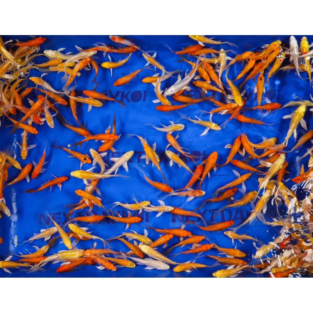 Imported Sunshine Butterfly Koi Mix - Image 13