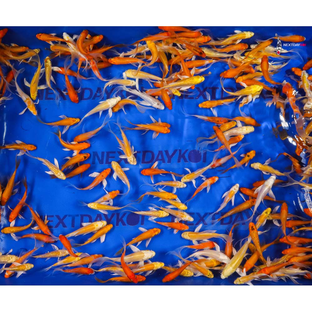 Imported Sunshine Butterfly Koi Mix - Image 11
