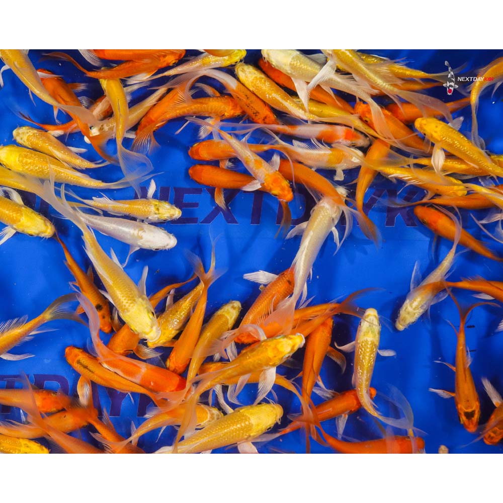 Imported Sunshine Butterfly Koi Mix - Image 12