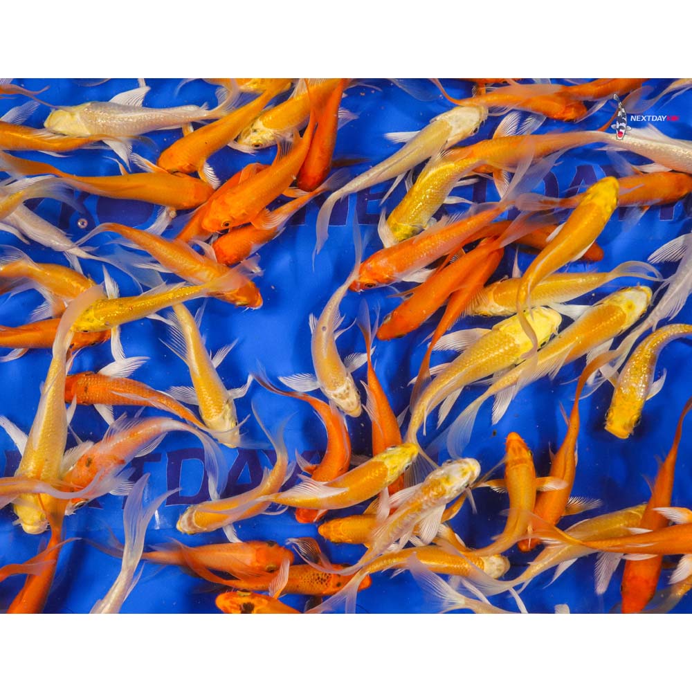 Imported Sunshine Butterfly Koi Mix - Image 10