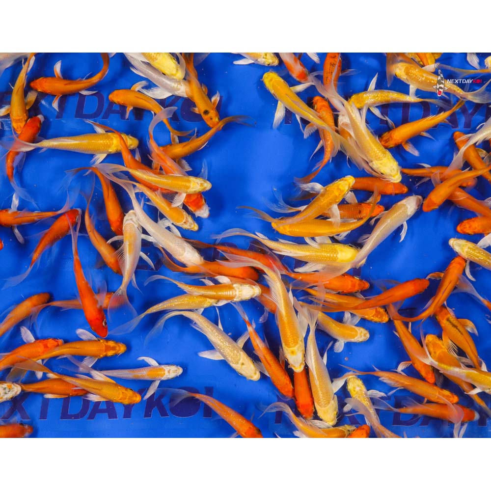 Imported Sunshine Butterfly Koi Mix - Image 14