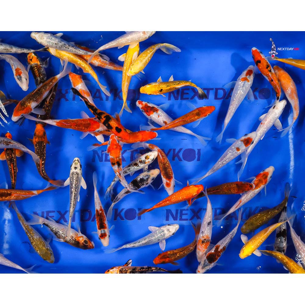 5-6" Imported Gin Rin Koi Mix