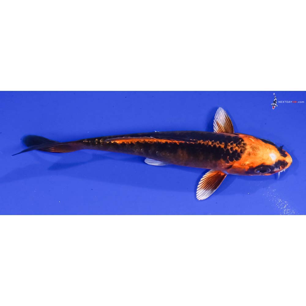 4.5” Imported Kujaku