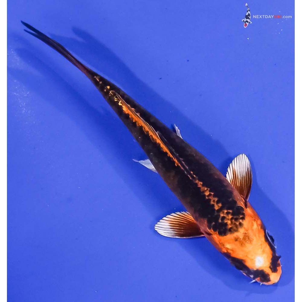 4.5” Imported Kujaku