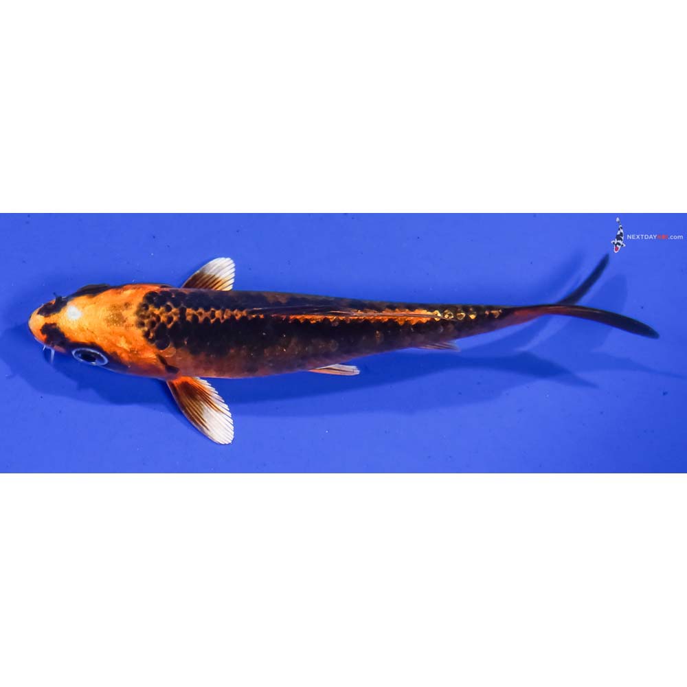 4.5” Imported Kujaku