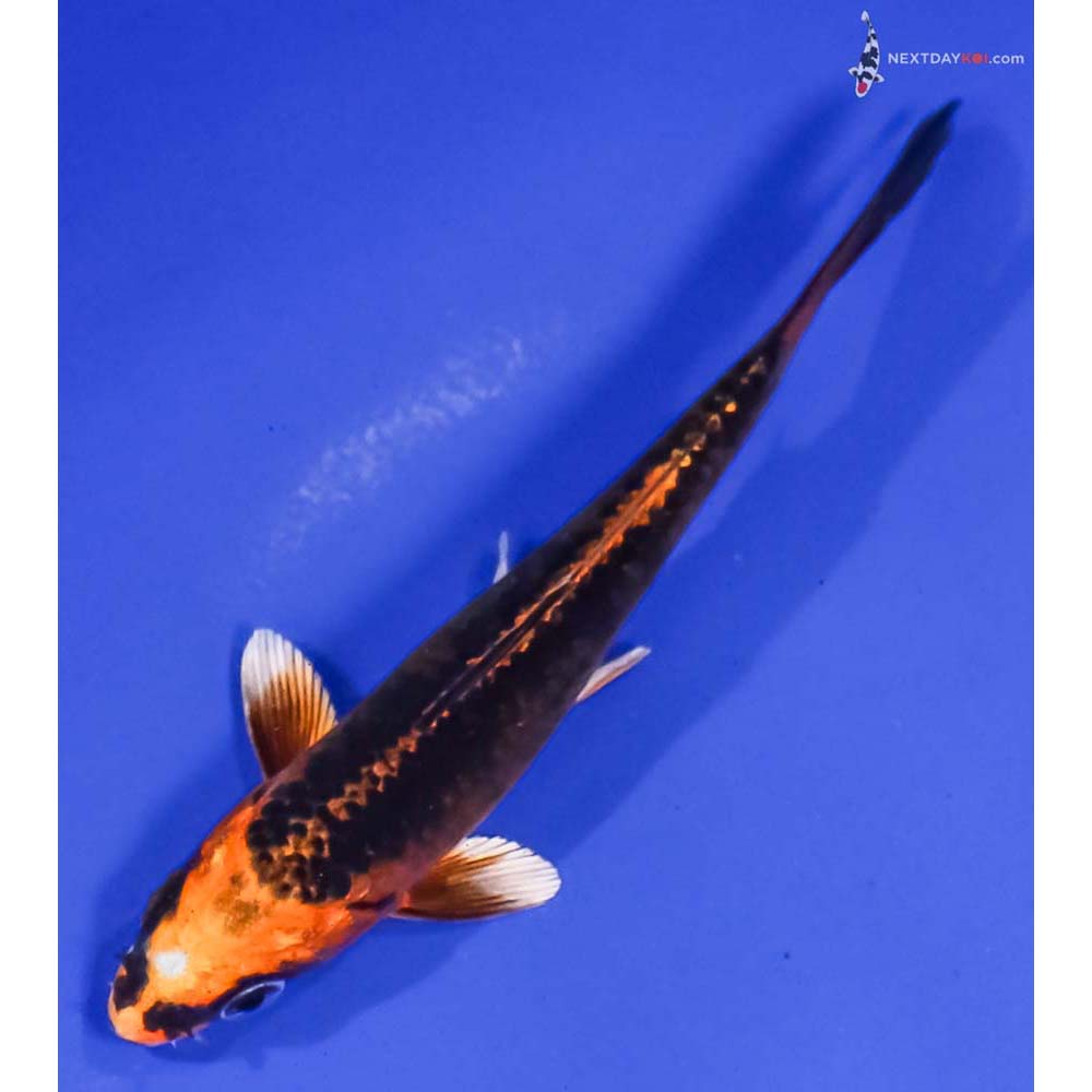 4.5” Imported Kujaku