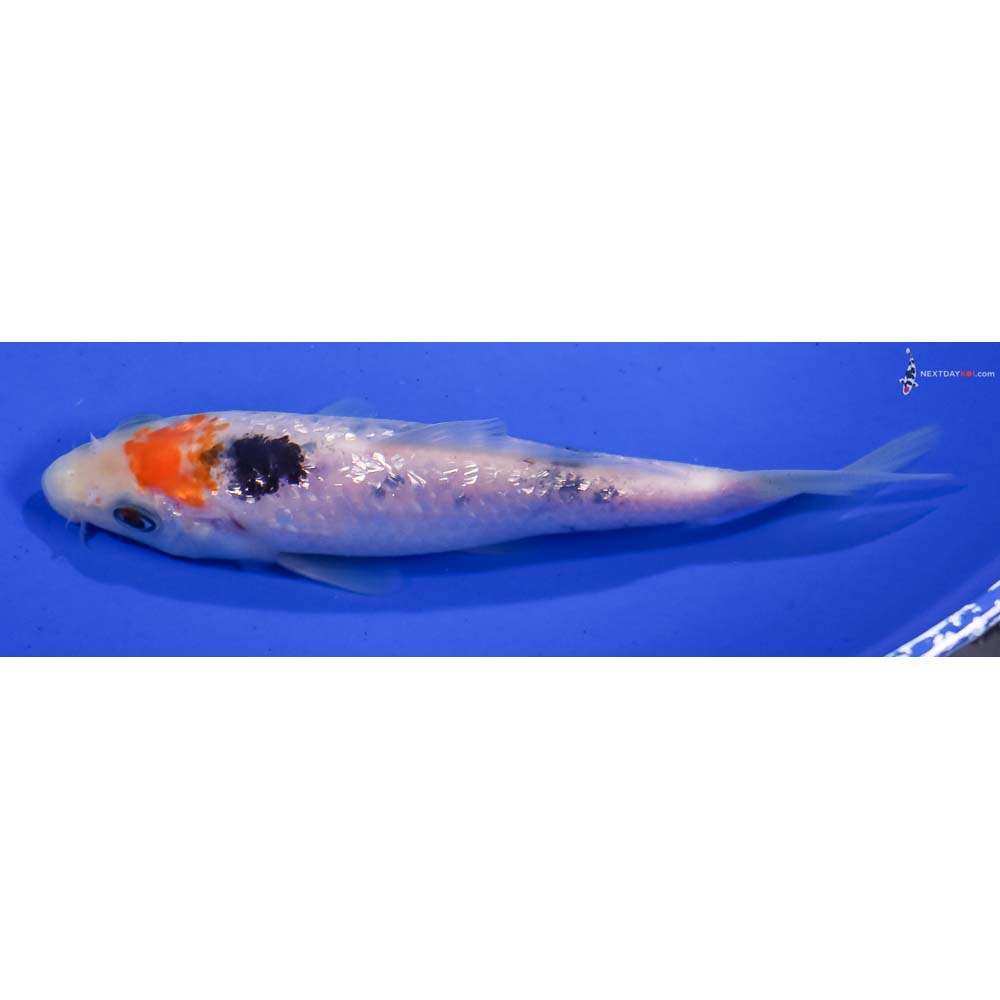 5” Imported Gin Rin Sanke