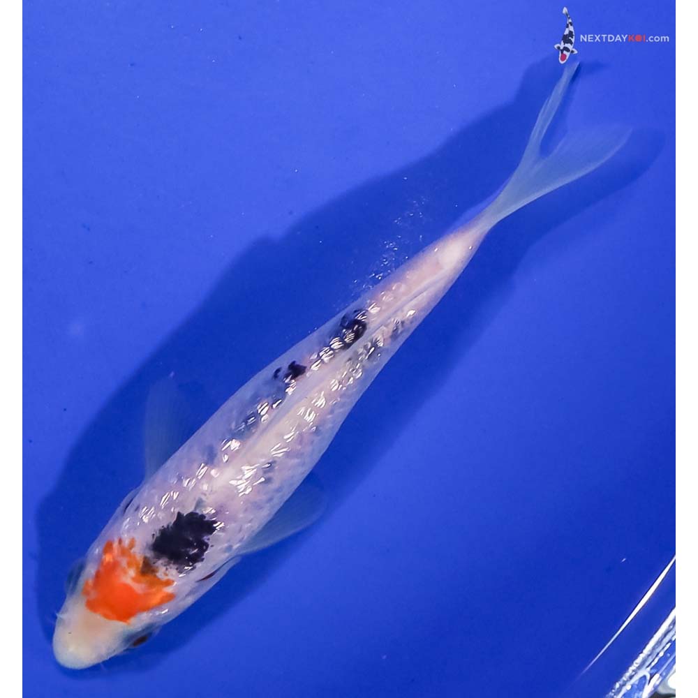 5” Imported Gin Rin Sanke