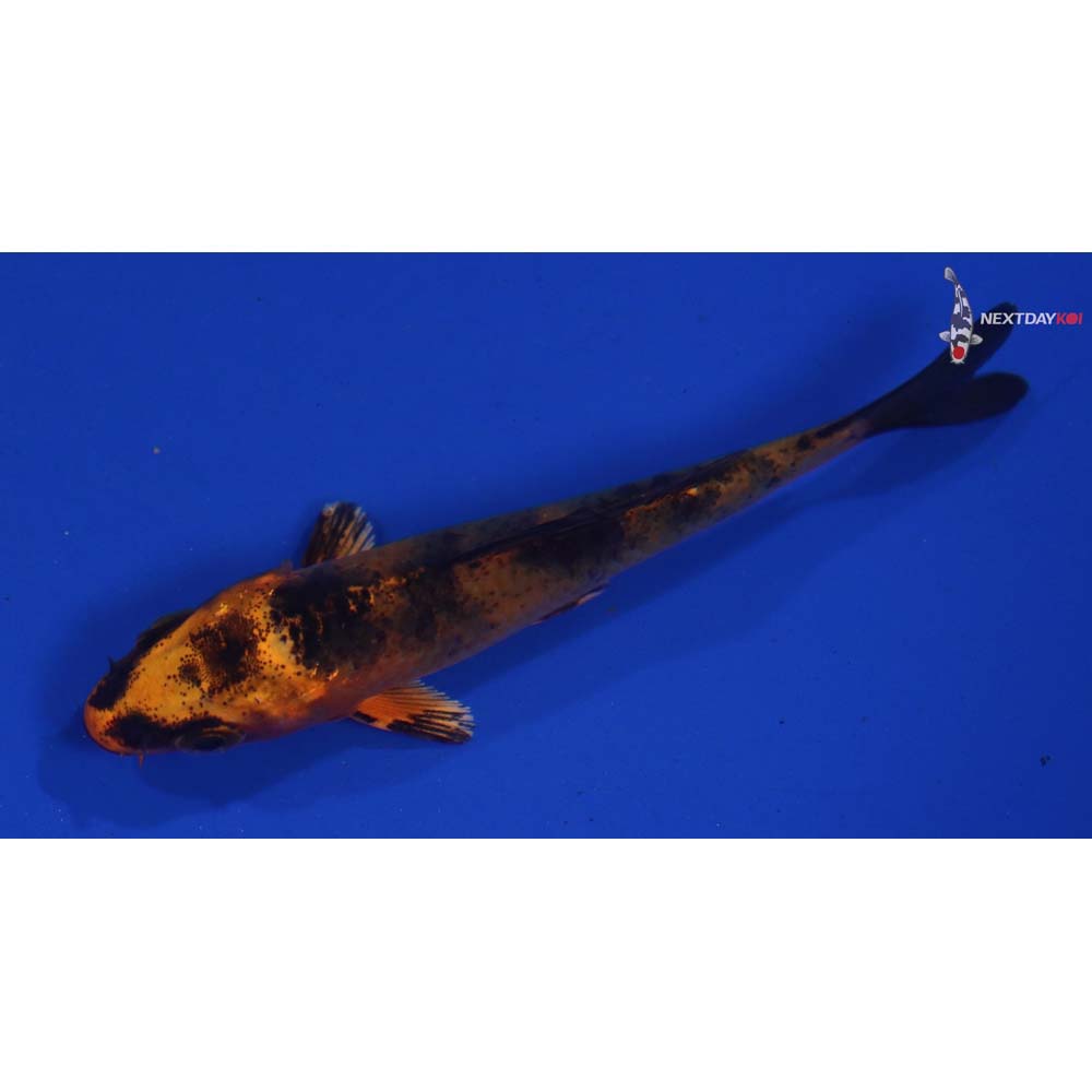 3” Imported Kin Hi Utsuri