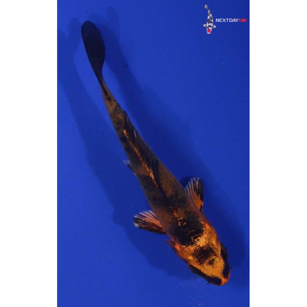 3” Imported Kin Hi Utsuri