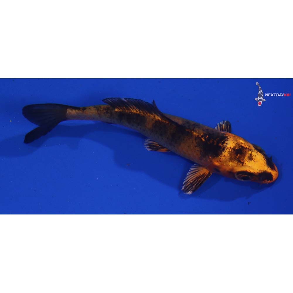 3” Imported Kin Hi Utsuri