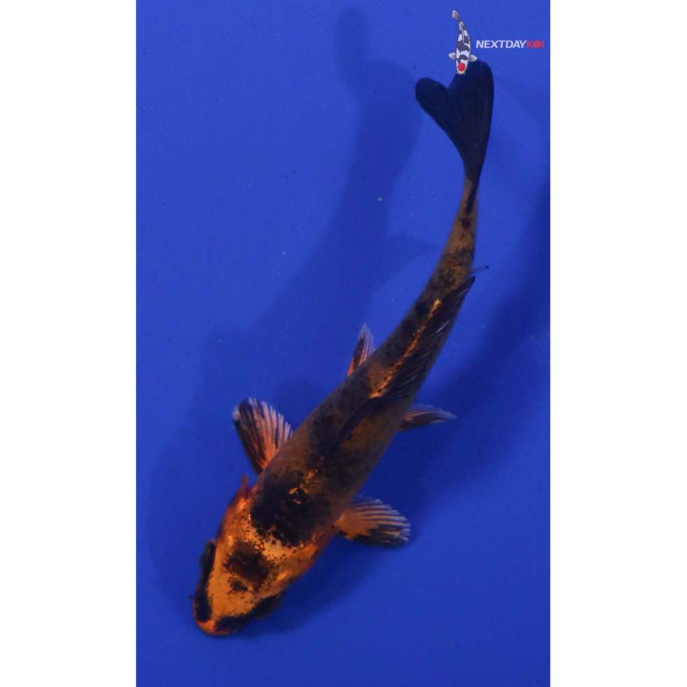 3” Imported Kin Hi Utsuri