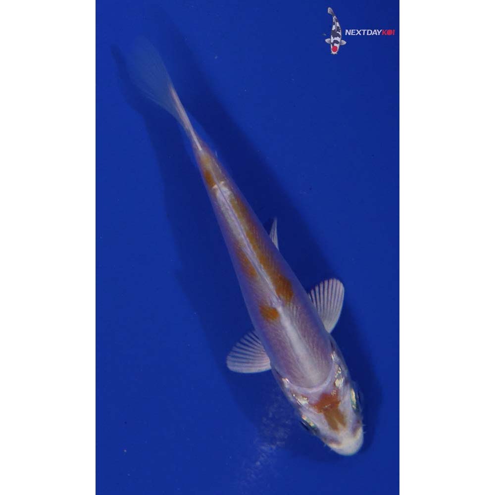 3.5” Imported Doitsu Lemon Hariwake