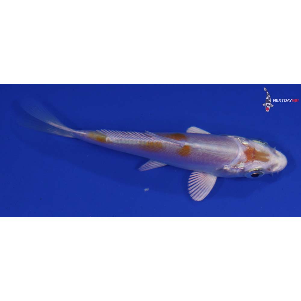 3.5” Imported Doitsu Lemon Hariwake