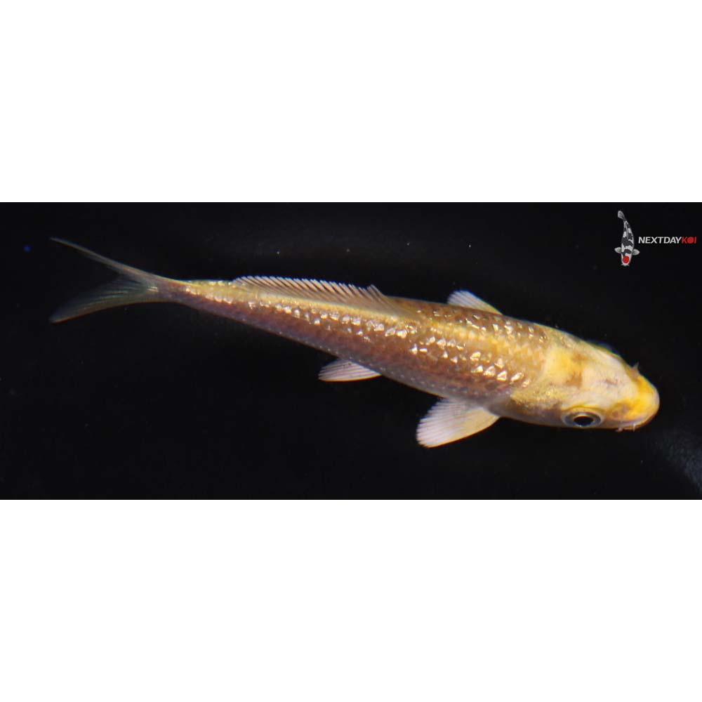 3.5” Imported Gin Rin Yamabuki Ogon