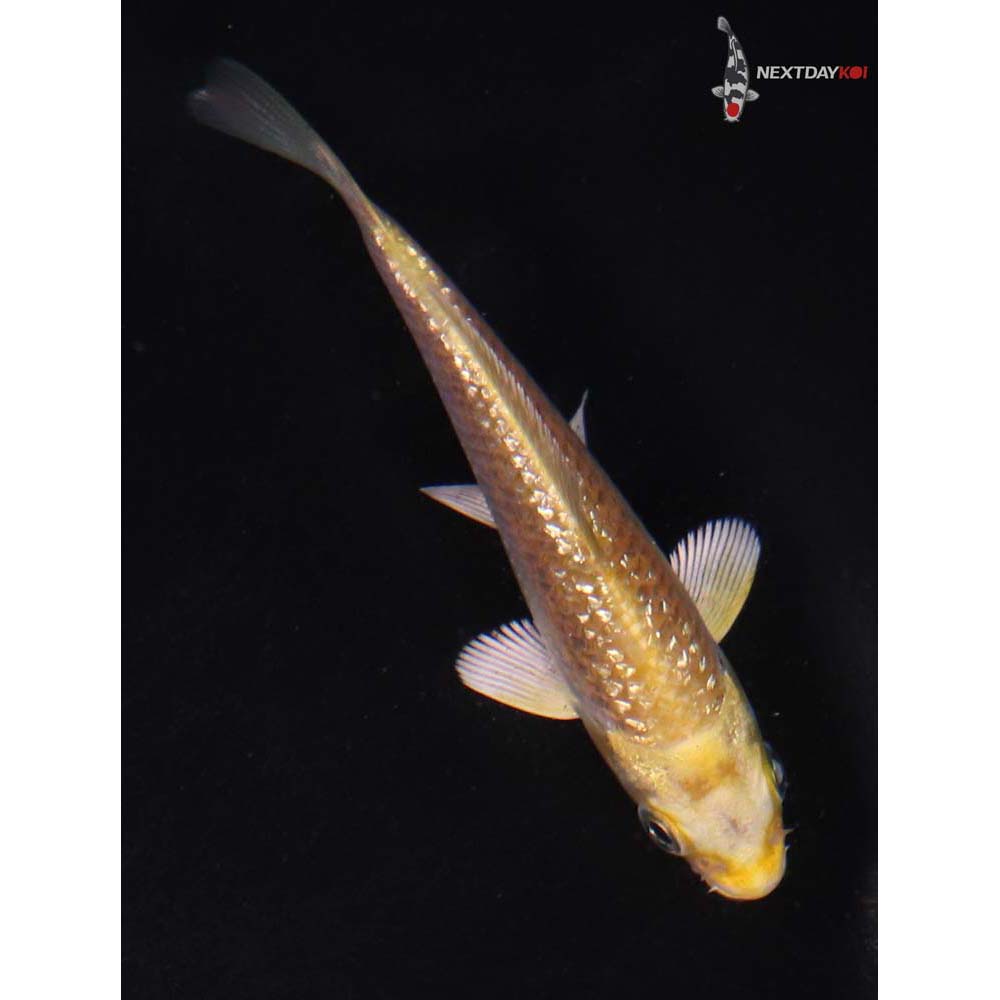 3.5” Imported Gin Rin Yamabuki Ogon