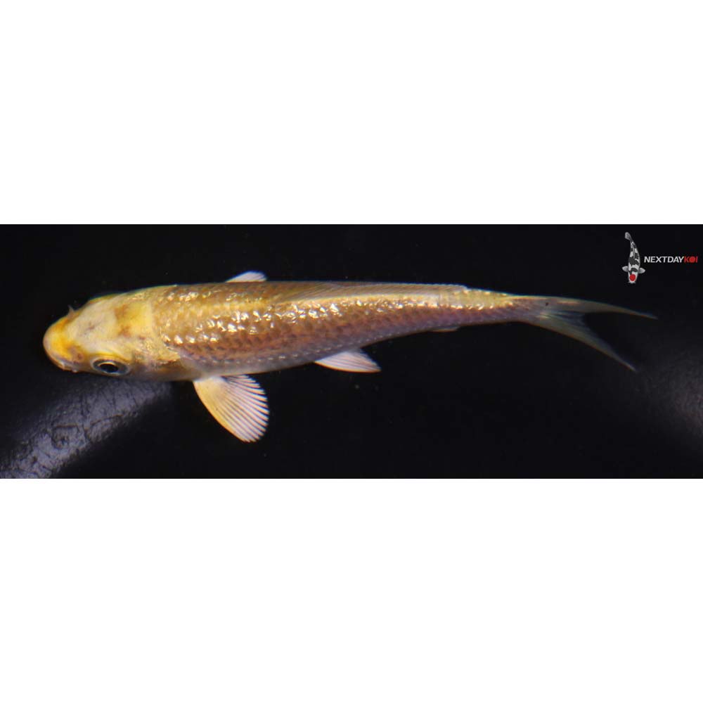 3.5” Imported Gin Rin Yamabuki Ogon