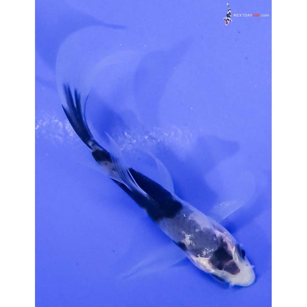 3” Imported Shiro Bekko Butterfly Koi