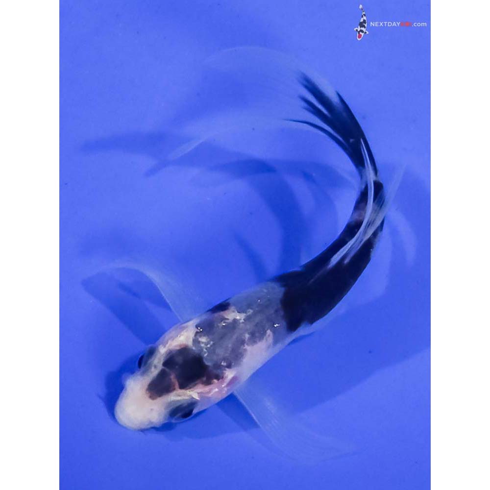 3” Imported Shiro Bekko Butterfly Koi