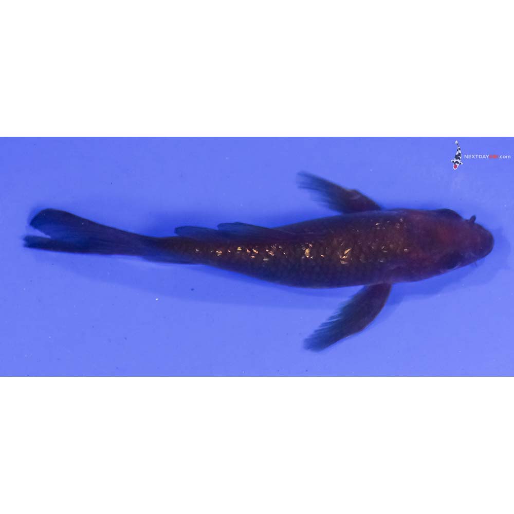 4” Imported Gin Rin Chagoi Butterfly Koi