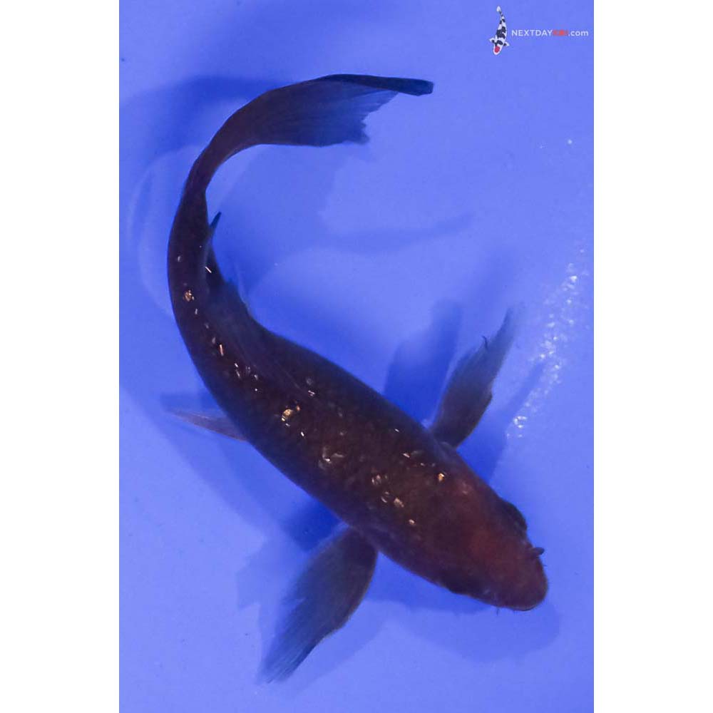 4” Imported Gin Rin Chagoi Butterfly Koi