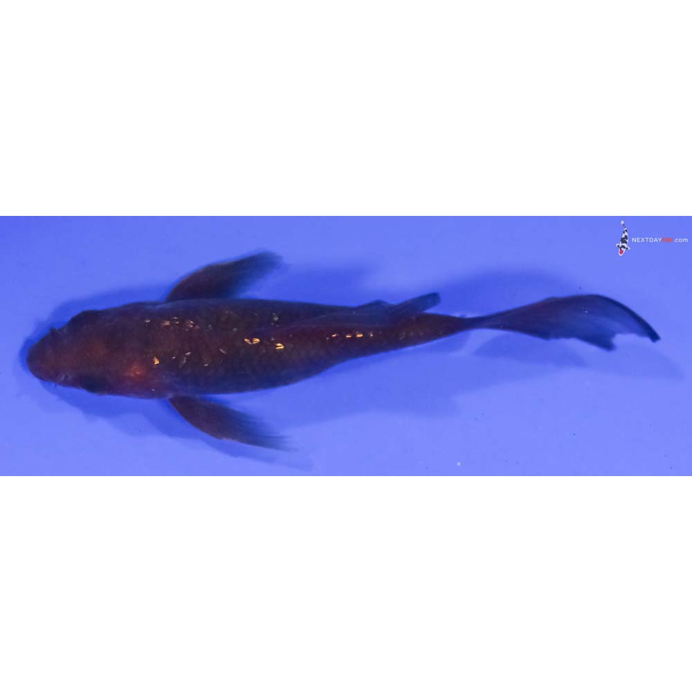 4” Imported Gin Rin Chagoi Butterfly Koi