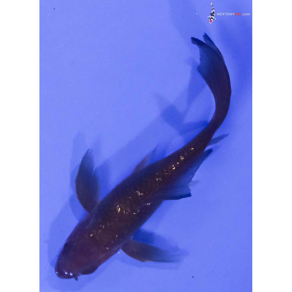 4” Imported Gin Rin Chagoi Butterfly Koi