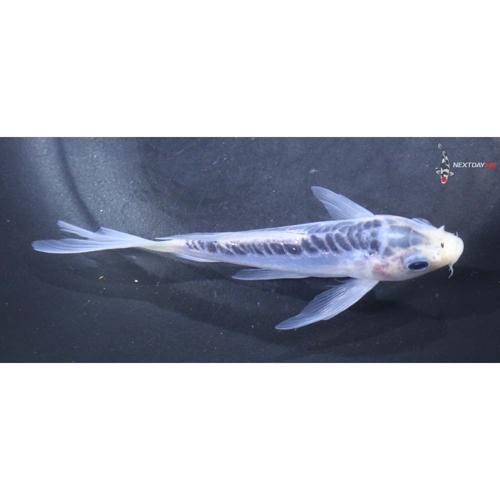 5” Imported Shusui Butterfly Koi