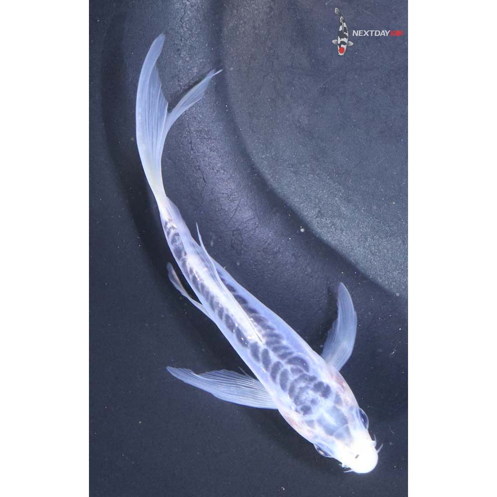 5” Imported Shusui Butterfly Koi
