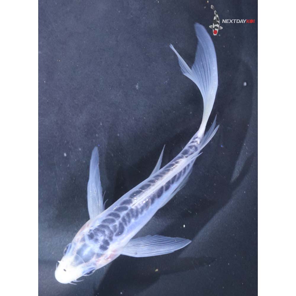 5” Imported Shusui Butterfly Koi