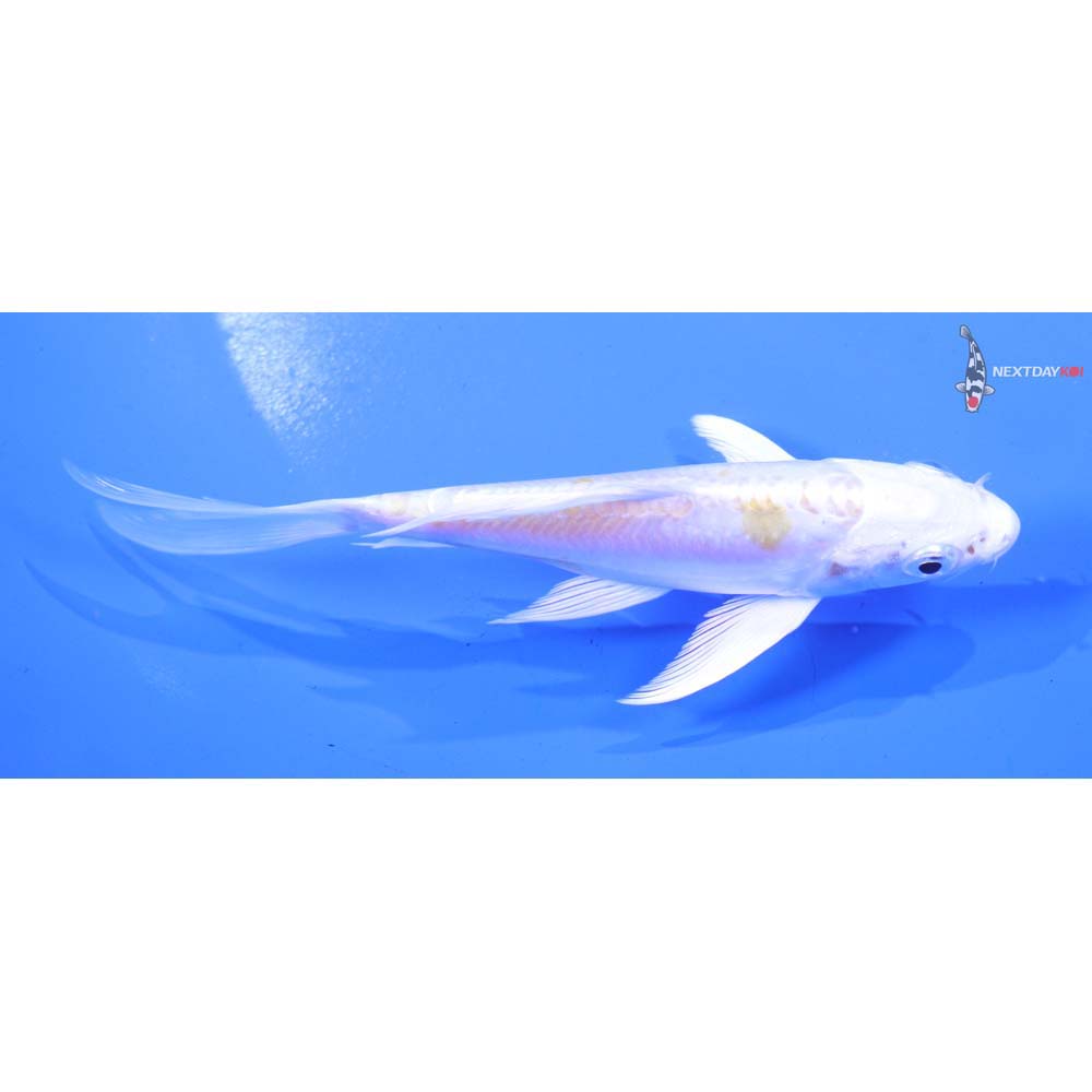 5” Imported Doitsu Lemon Hariwake Butterfly Koi