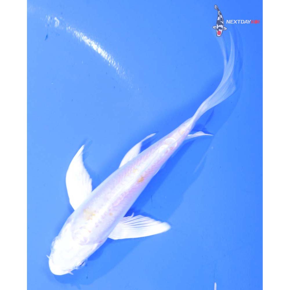 5” Imported Doitsu Lemon Hariwake Butterfly Koi