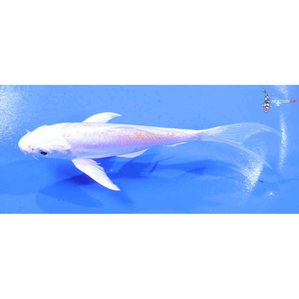 5” Imported Doitsu Lemon Hariwake Butterfly Koi