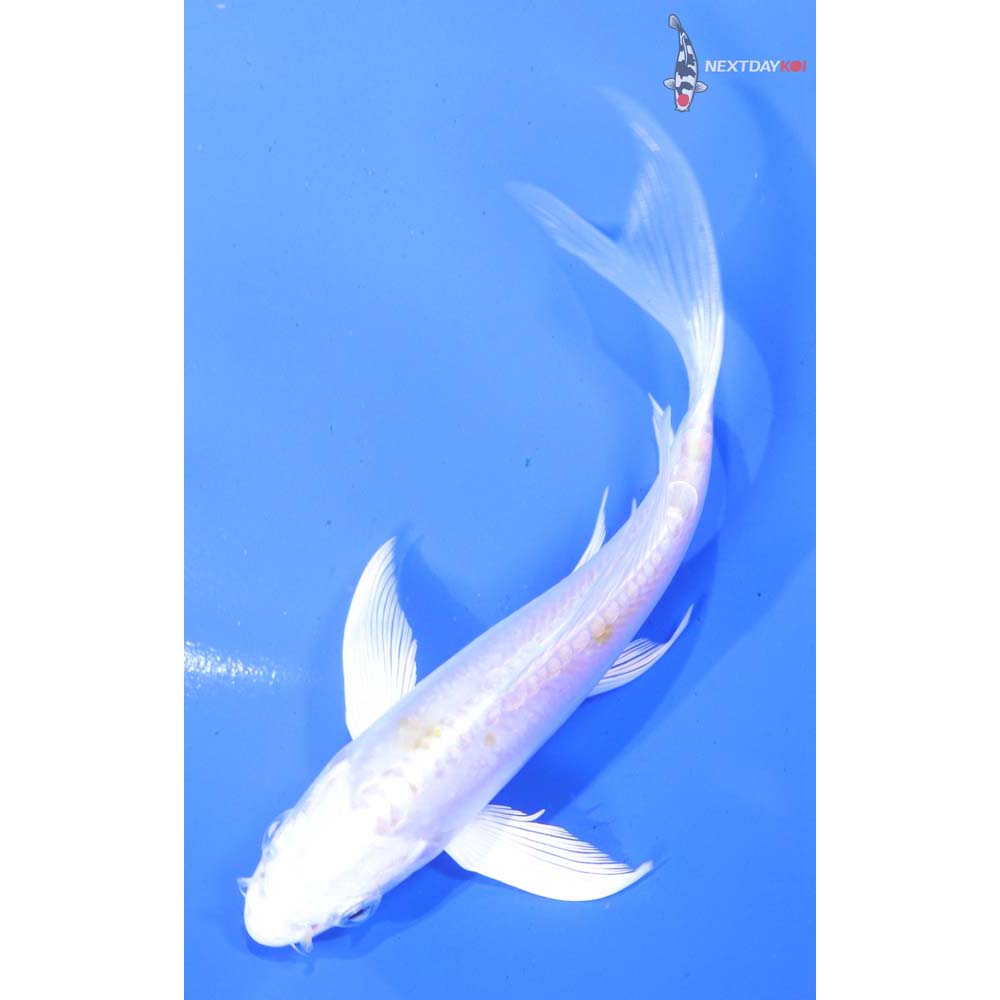 5” Imported Doitsu Lemon Hariwake Butterfly Koi