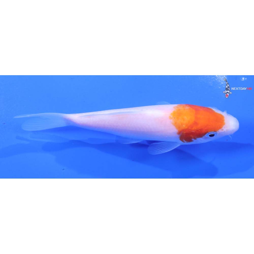4.5” Imported Kohaku