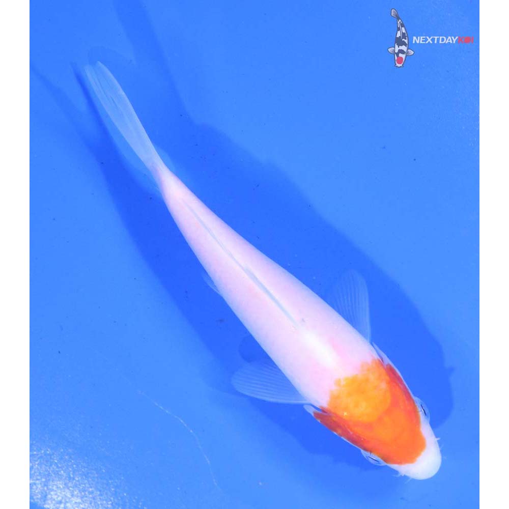 4.5” Imported Kohaku