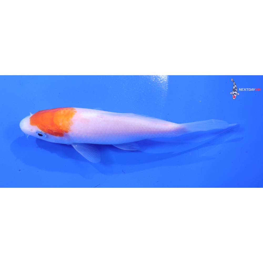 4.5” Imported Kohaku