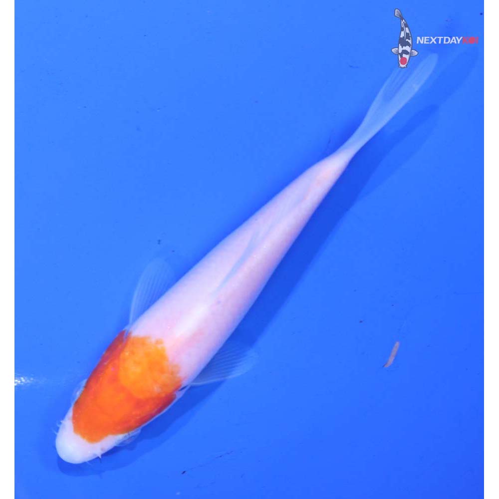 4.5” Imported Kohaku