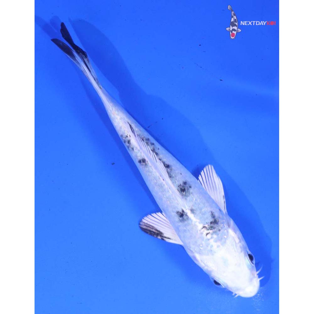 4.5” Imported Gin Shiro Bekko