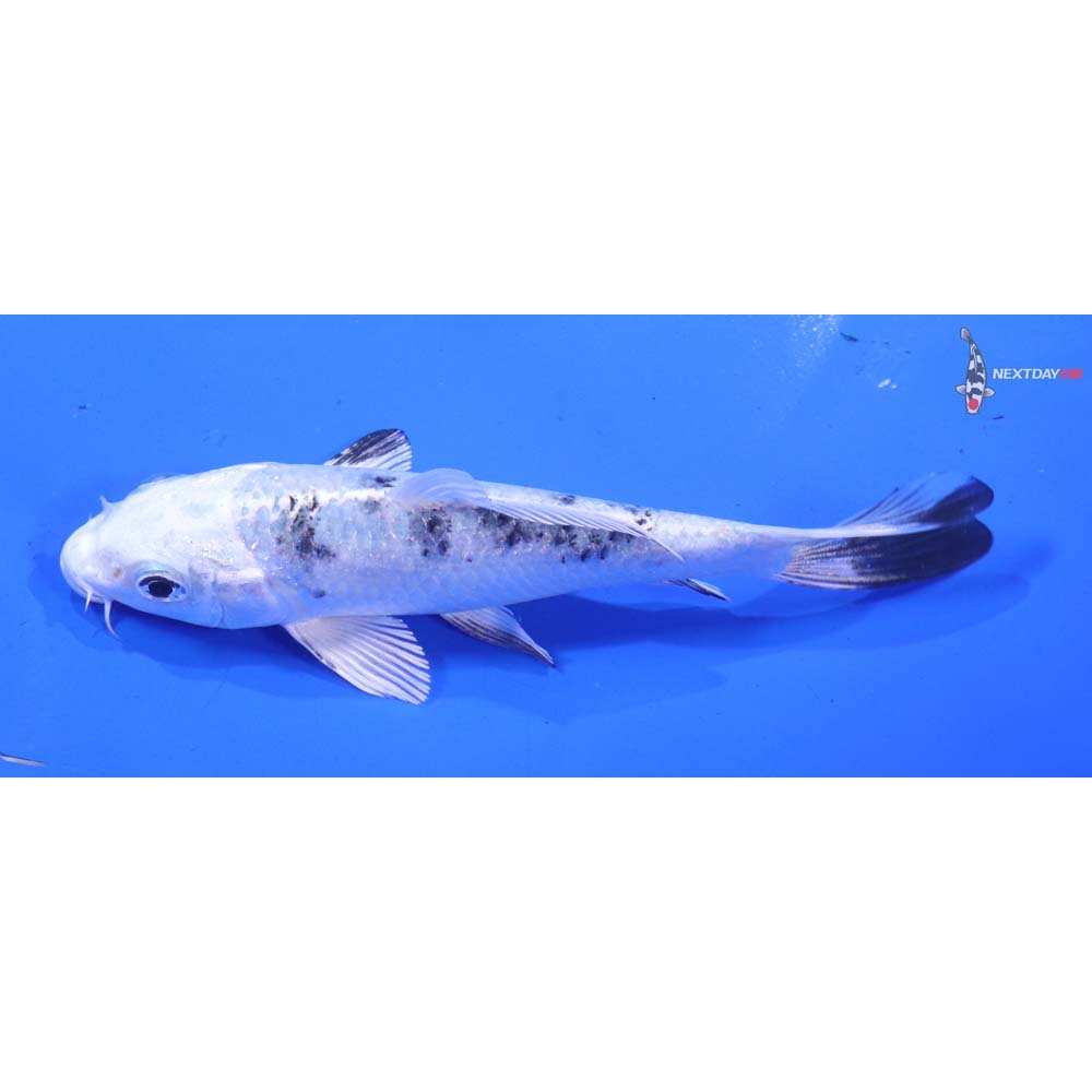 4.5” Imported Gin Shiro Bekko