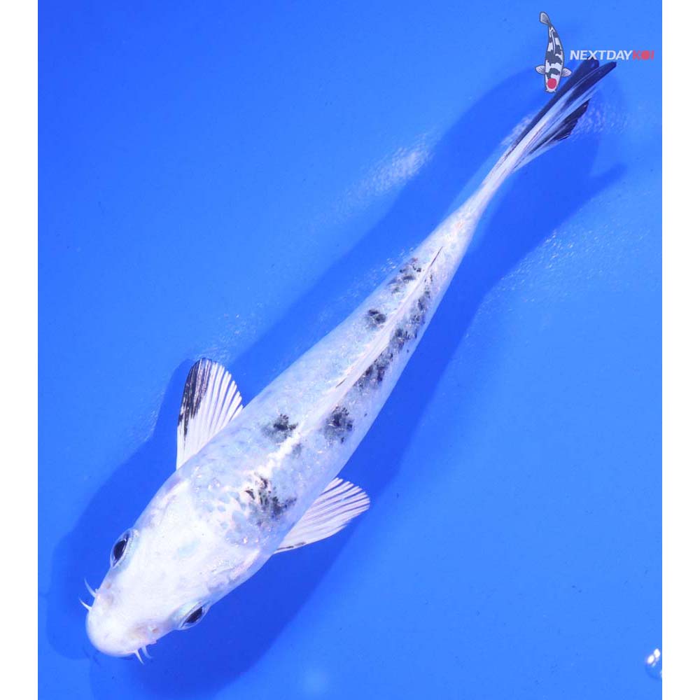 4.5” Imported Gin Shiro Bekko