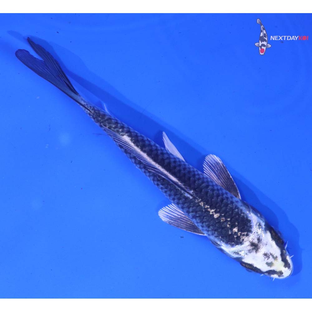 4.5” Imported Gin Matsuba