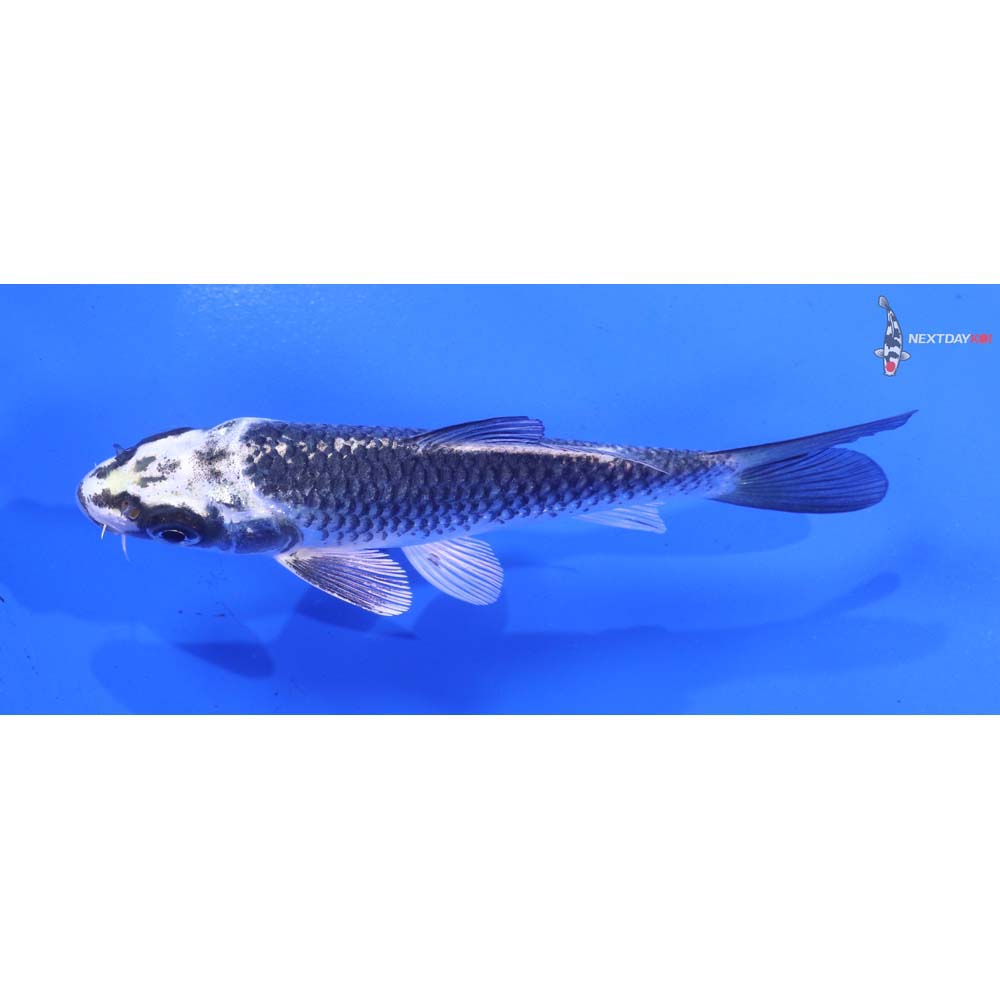 4.5” Imported Gin Matsuba