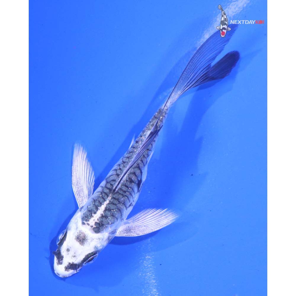 3” Imported Armor Scaled Gin Matsuba Butterfly Koi