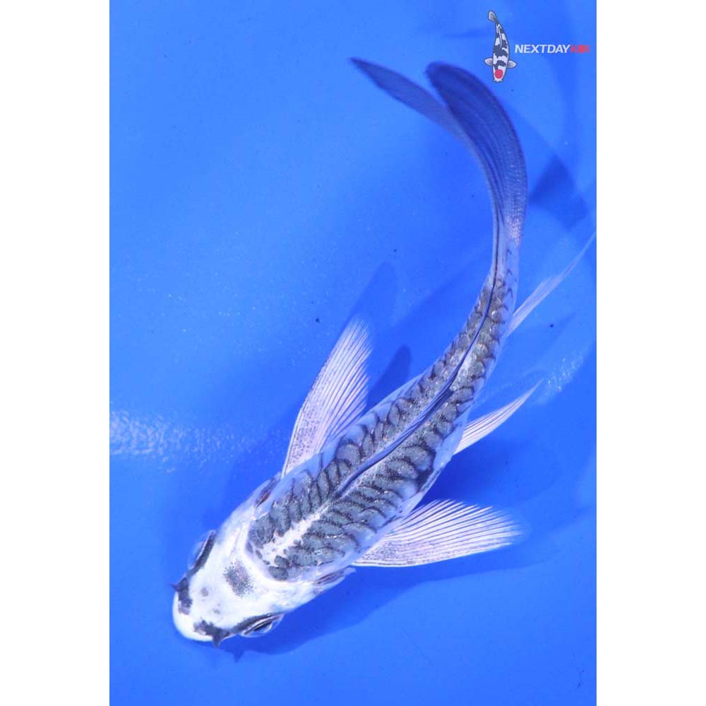 3” Imported Armor Scaled Gin Matsuba Butterfly Koi