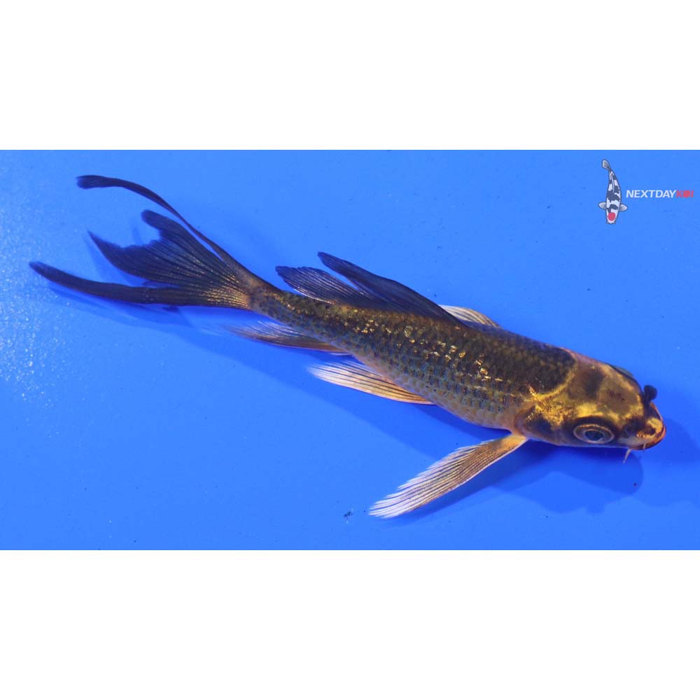 3” Imported Gin Rin Ki Matsuba Butterfly Koi