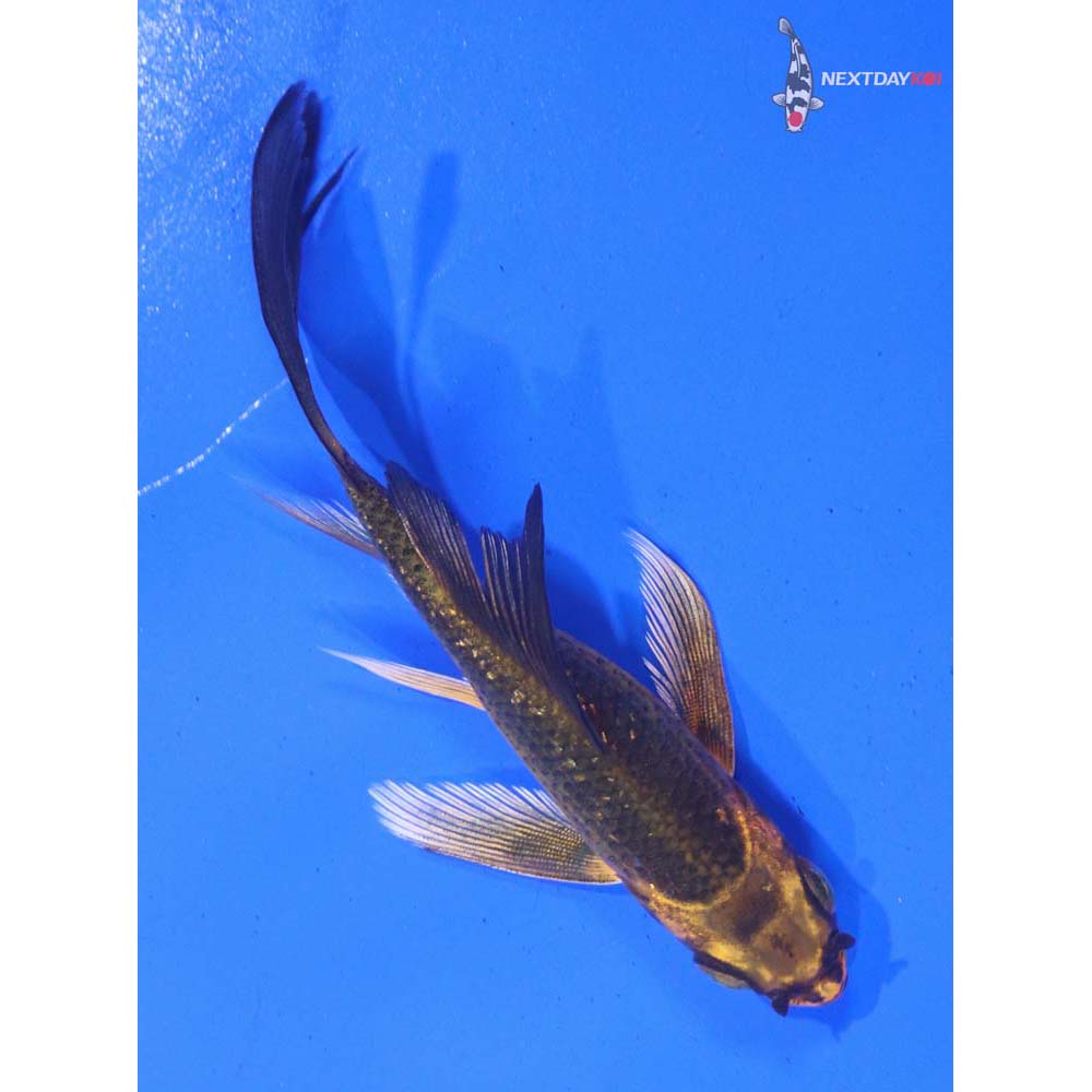 3” Imported Gin Rin Ki Matsuba Butterfly Koi