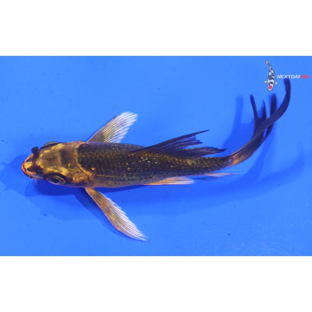 3” Imported Gin Rin Ki Matsuba Butterfly Koi